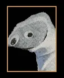 巴迪老师